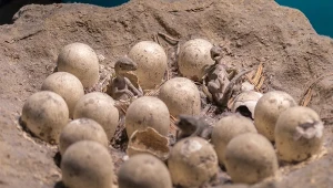 Jaja dinozaurów są znajdowane powszechnie. Oczywiście, w skamieniałej formie