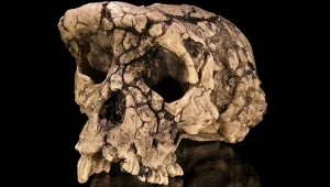 Najstarszy przodek człowieka. Skanowanie 7-mln skamieliny podważa historię