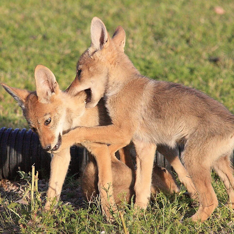 Dwa młode kojoty bawiące się na zielonej trawie, jeden z nich lekko gryzie drugiego w szyję, wokół nich roślinność i czarne rurki w tle.