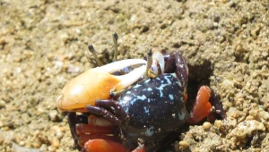 Kraby skrzypki wręcz zajadają się mikroplastikiem