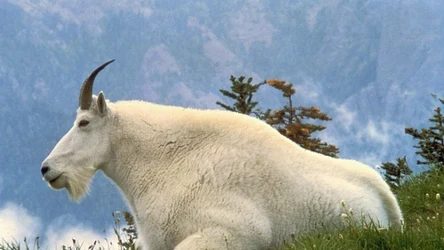 Kozioł śnieżny to specjalista od życia w wysokich górach