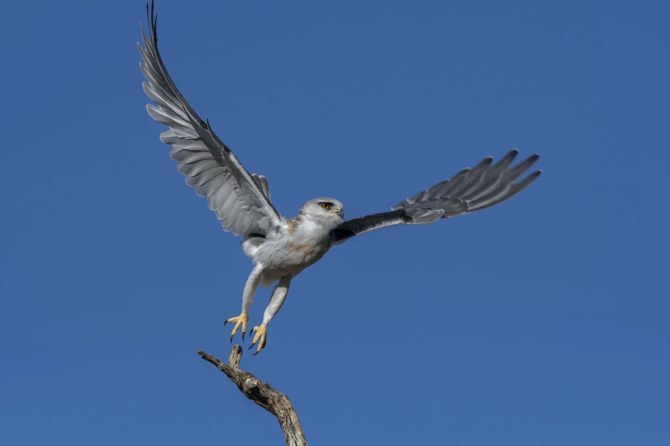 Kaniuk zwyczajny to ptak niemal biały Ptak drapieżny z rozpostartymi skrzydłami startuje z suchej gałęzi na tle czystego, błękitnego nieba.