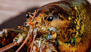 Homary mają wrażliwy układ nerwowy i odczuwają ból