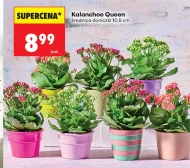 Kalanchoe Queen