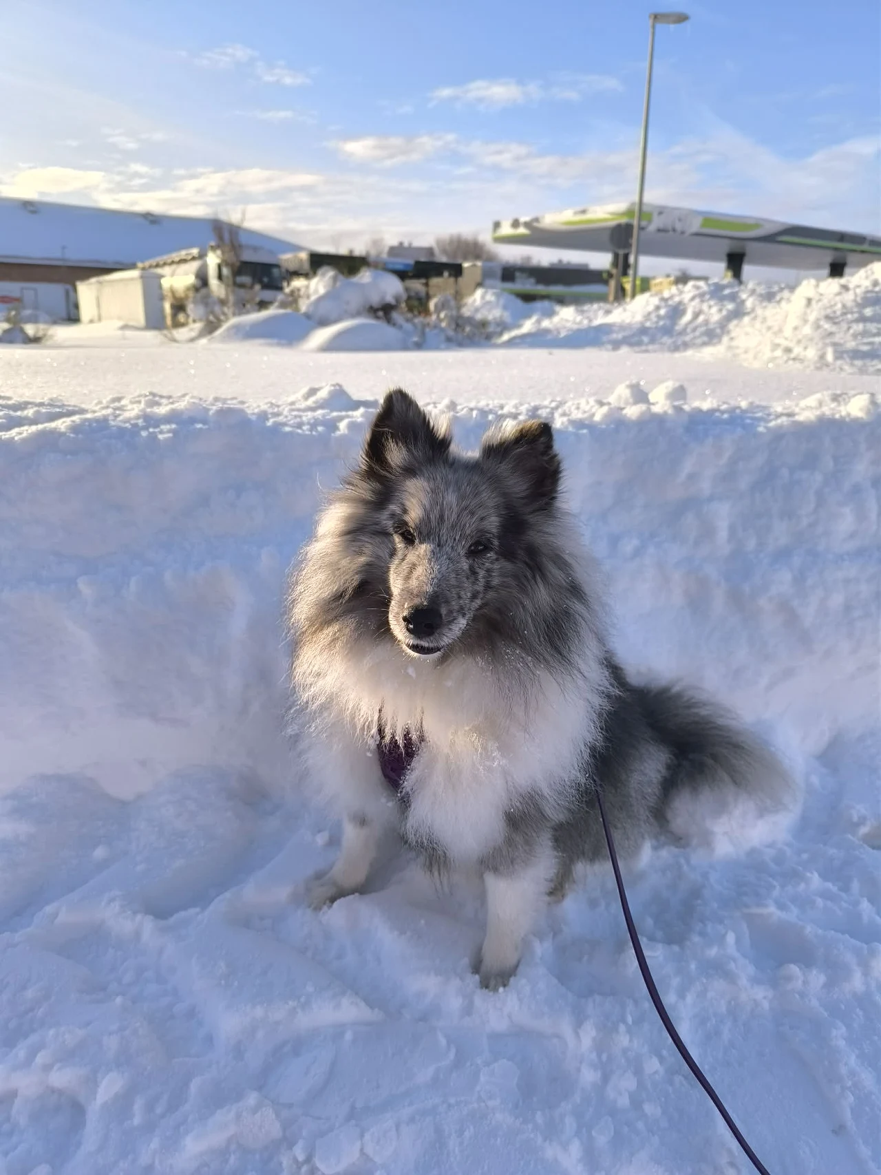Pies rasy szetlandzki owczarek siedzi na śniegu w zimowej scenerii, otoczony świeżym puchem z zabudowaniami i lampą uliczną widoczną w tle.