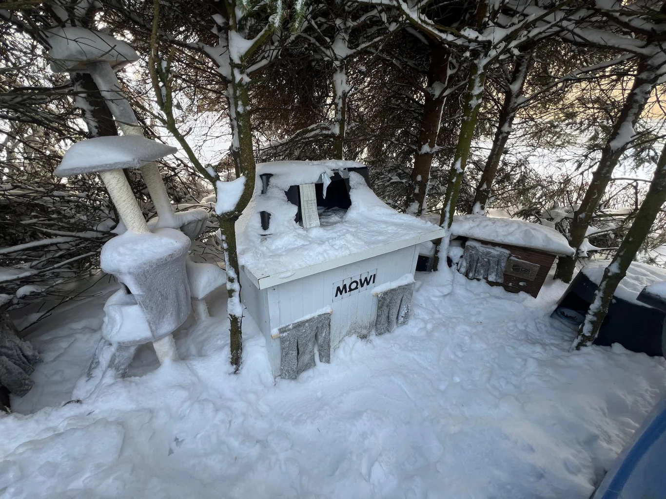 Zasypane śniegiem miejsce schronienia dla kotów pod drzewami z domkami, drapakami i budkami, całość otoczona gęstymi gałęziami, na śniegu widoczne ślady zwierząt.