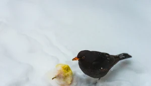 Tym przysmakiem uwielbiają się zajadać. Namocz, rozsyp i wypatruj 