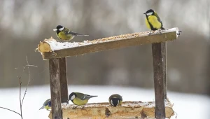 Pojawi się cała ptasia rodzina. Gdy spadnie śnieg, ważna jest jedna rzecz