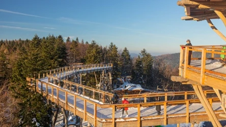 Ścieżka w koronach drzew na Słotwinach to jedna z najciekawszych atrakcji turystycznych