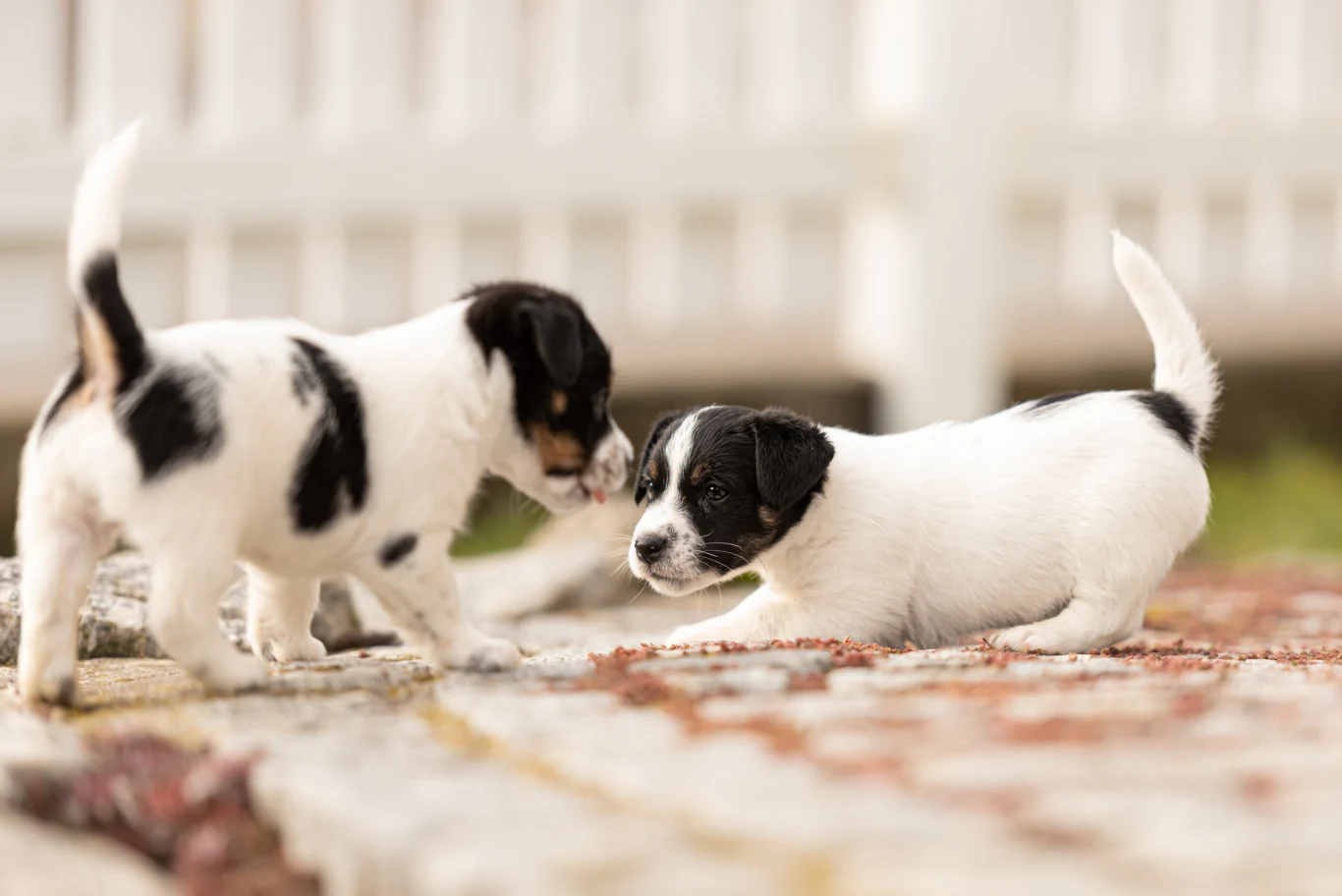 Dwa małe szczeniaki o czarno-białej sierści bawią się na jasnym podłożu, w tle widoczny biały płot.