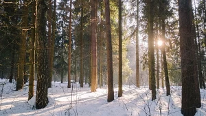 Szczególnie podczas zimowego spaceru po lesie warto wypatrywać tropów zwierząt