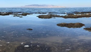 Odkryto nowe zwierzę. Żyje tylko w słonym środowisku