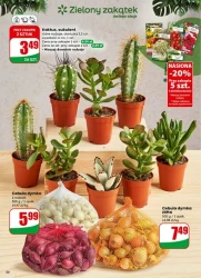 Codzienne hity dla domu - Dino