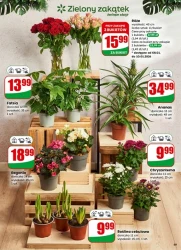 Щоденні хіти для дому - Dino