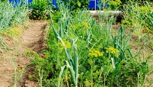 Dlaczego płodozmian korzystnie wpływa na plony i glebę?