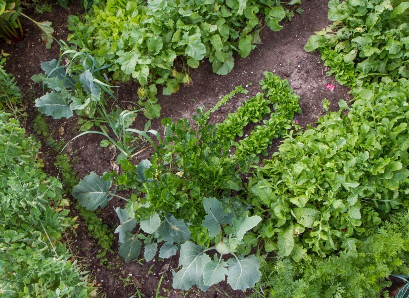 Rotując dane grupy warzyw, łatwiej jest utrzymać glebę w równowadze i zapobiec jej wyjałowieniu