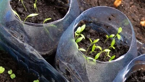 Te nasiona możesz wysiać już w styczniu.