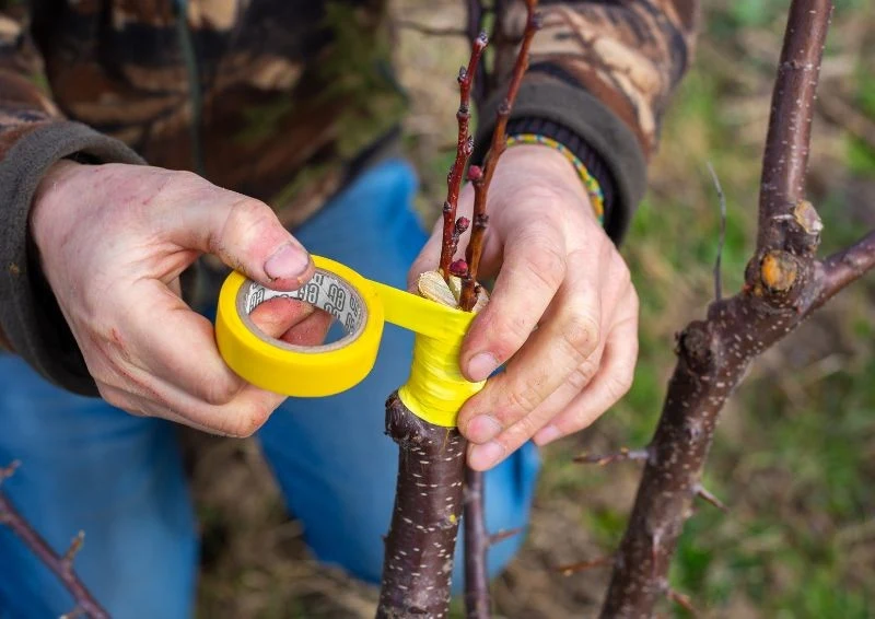 Kluczek do dobrego szczepienia drzew jest pobranie odpowiednich zrazów.