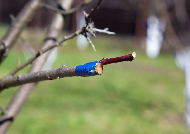 Miejsce szczepienia trzeba zabezpieczyć przed wysychaniem i infekcjami.