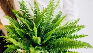 Jak wykorzystać fusy po kawie w nawożeniu paprotki?