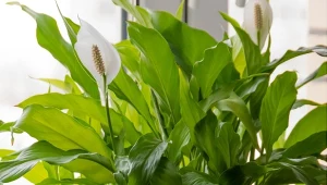 Zasychanie końcówek liści, to ważny sygnał od rośliny doniczkowej.