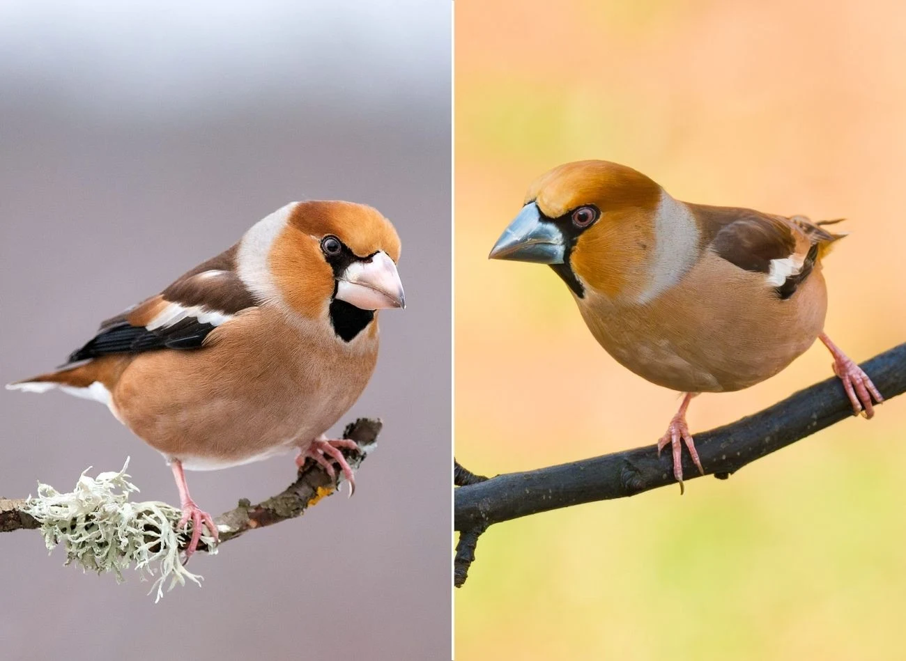 Porównanie koloru dzioba samca grubodzioba zimą (po lewej) i wiosną (po prawej)