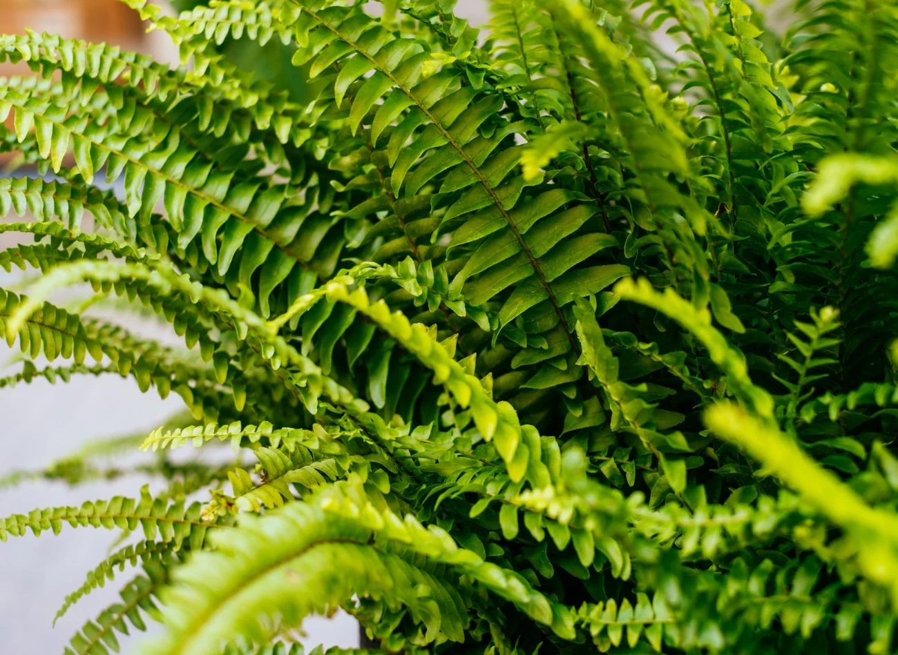 Fusy po kawie dostarczają paprotce wiele cennych minerałów i obniżają pH podłoża, co przekłada się na bujny wzrost liści