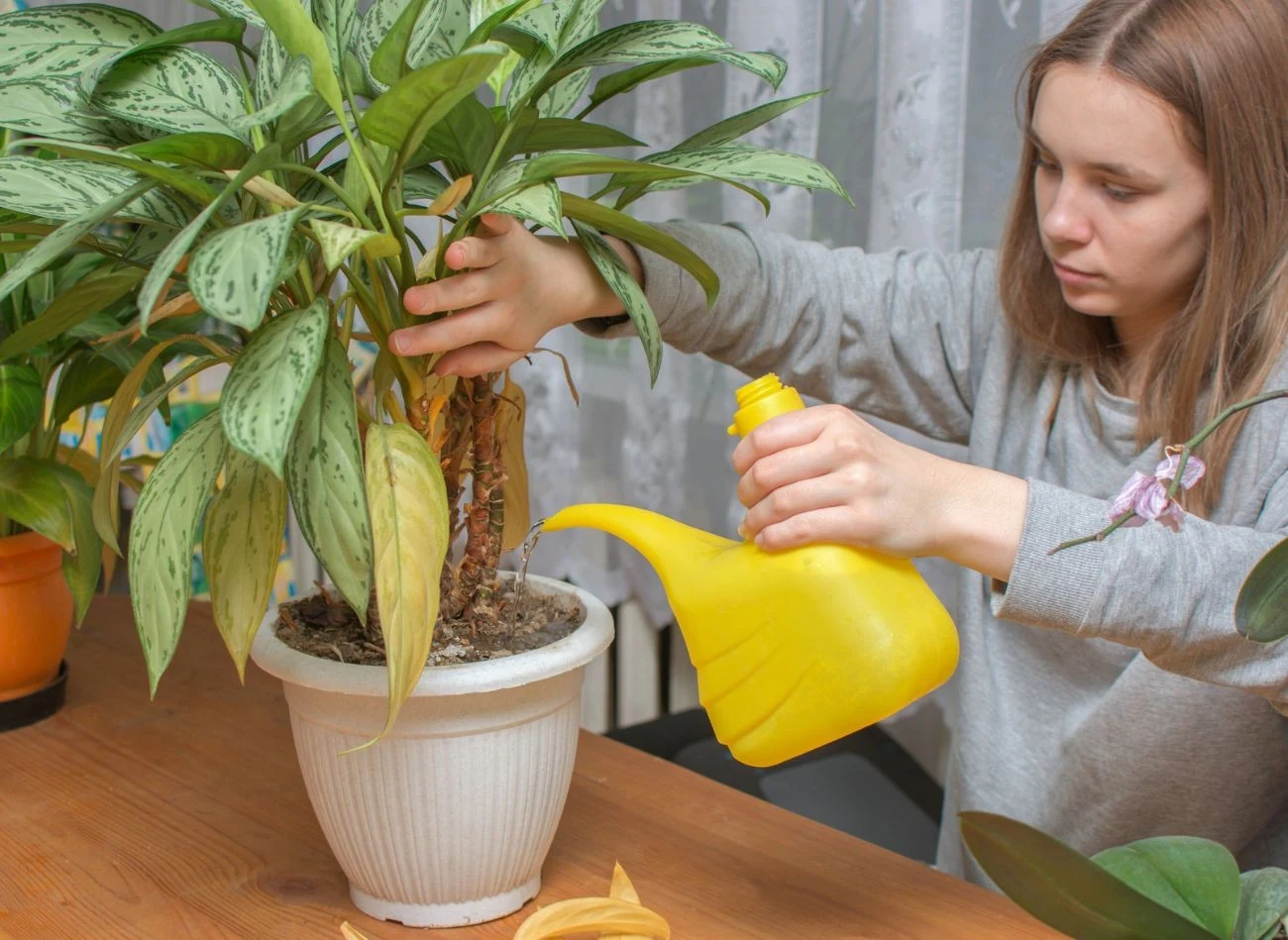 Jeśli podlewasz kwiaty wodą z kranu, dobrze ją wcześniej odstawić, aby pozbyć się chloru i wyrównać temperaturę.