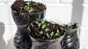 Wymień doniczkę na wyciętą butelkę i już w styczniu posiej w niej rośliny.
