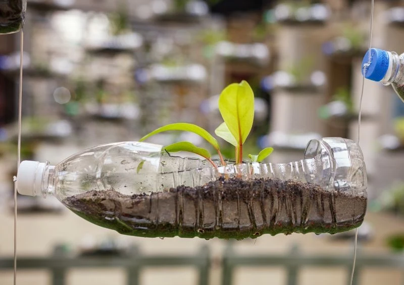 Niektórzy wycinają otwór po boku butelki i wsypują do środka glebę.