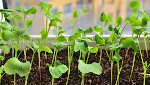 Nasiona wysypane ciasno, konkurują o światło i przestrzeń, co prowadzi do rozwoju chorób grzybowych.