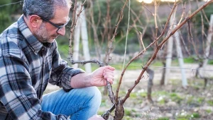 Kiedy najlepiej wykonać cięcie winorośli w zimie?