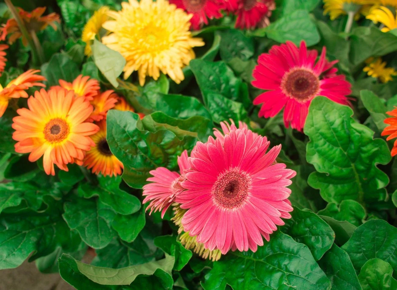 Gerberę Jamesona można uprawiać również w ogrodzie, łącząc kilka jej odmian.