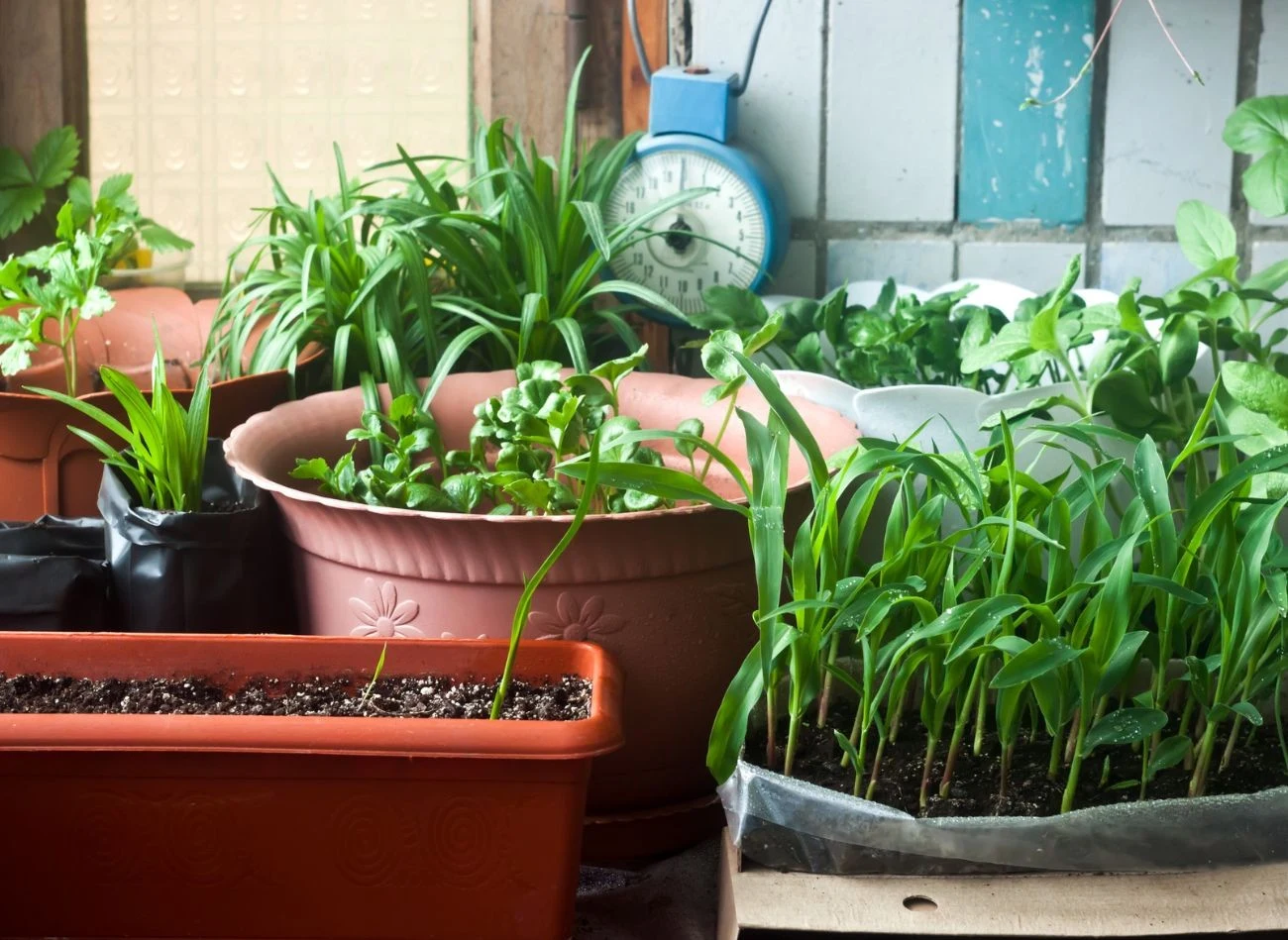 W styczniu, przy słabym świetle rośliny wolniej pobierają wodę, a wilgotne podłoże sprzyja rozwojowi pleśni.