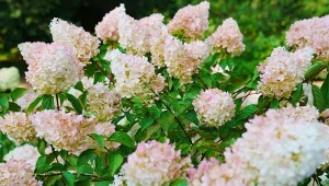 Dzięki temu nawozowi hortensje będą kwitnąć bez końca.