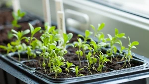 Warunek konieczny, by wszystkie nasiona kiełkowały jak szalone.