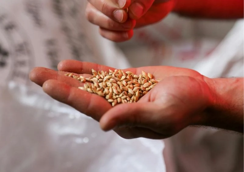 Nasiona po stratyfikacji kiłkują lepiej, trzeba tylko dobrać jej rodzaj do konkretnego gatunku rośliny.