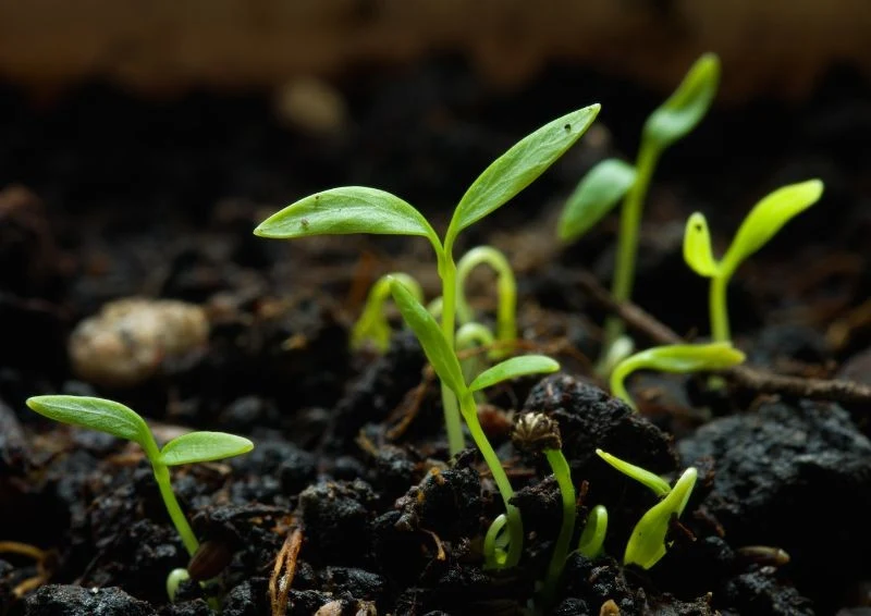 Stratyfikację możesz przeprowadzić w domu i nie wymaga to specjalnych umiejętności.