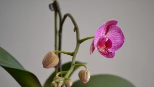 Co zrobić, żeby storczyk się zazielenił i zaczął wypuszczać pąki?