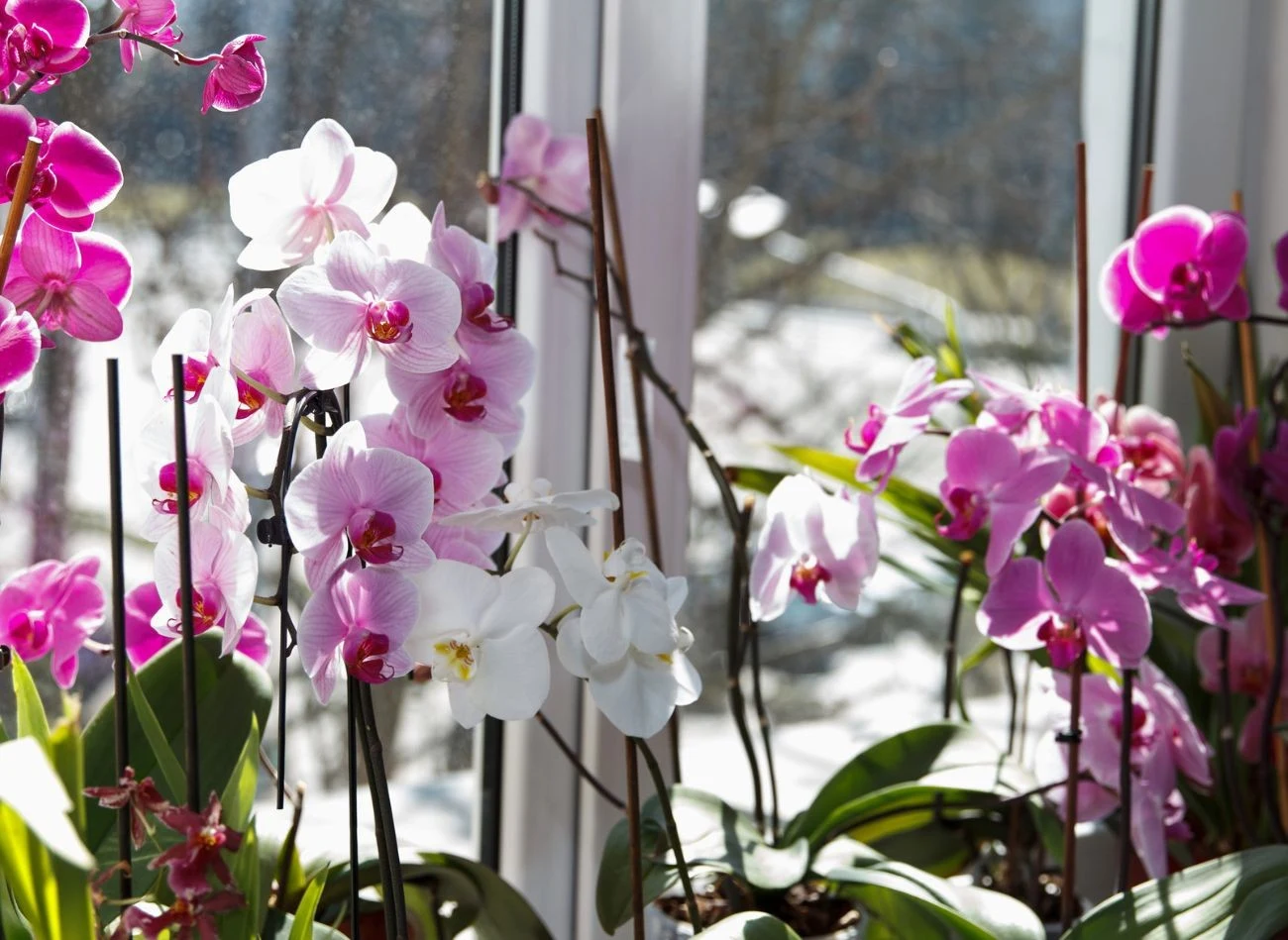 Z uwagi na sezon grzewczy storczyki zimą wymagają szczególnej troski