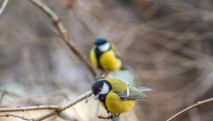 Jak zwabić ptaki do karmnika i sprawić, by do niego regularnie przylatywały?