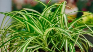 Od tego w jaki sposób podlewasz zielistkę zależy jej wygląd i kondycja.