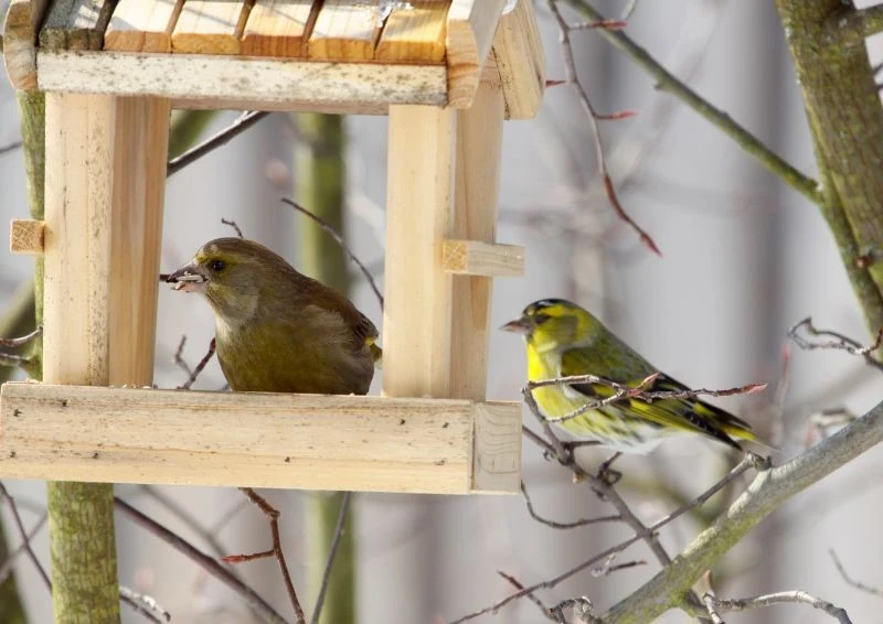 Karmnik musi wisieć w dobrze osłoniętym miejscu, trzeba go tez regularnie sprzątać.