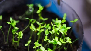 Selera trzeba wysiać już w styczniu, ponieważ ma półroczny okres wegetacji.