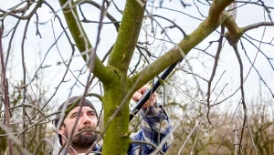 Które drzewa owocowe można przycinać w styczniu?