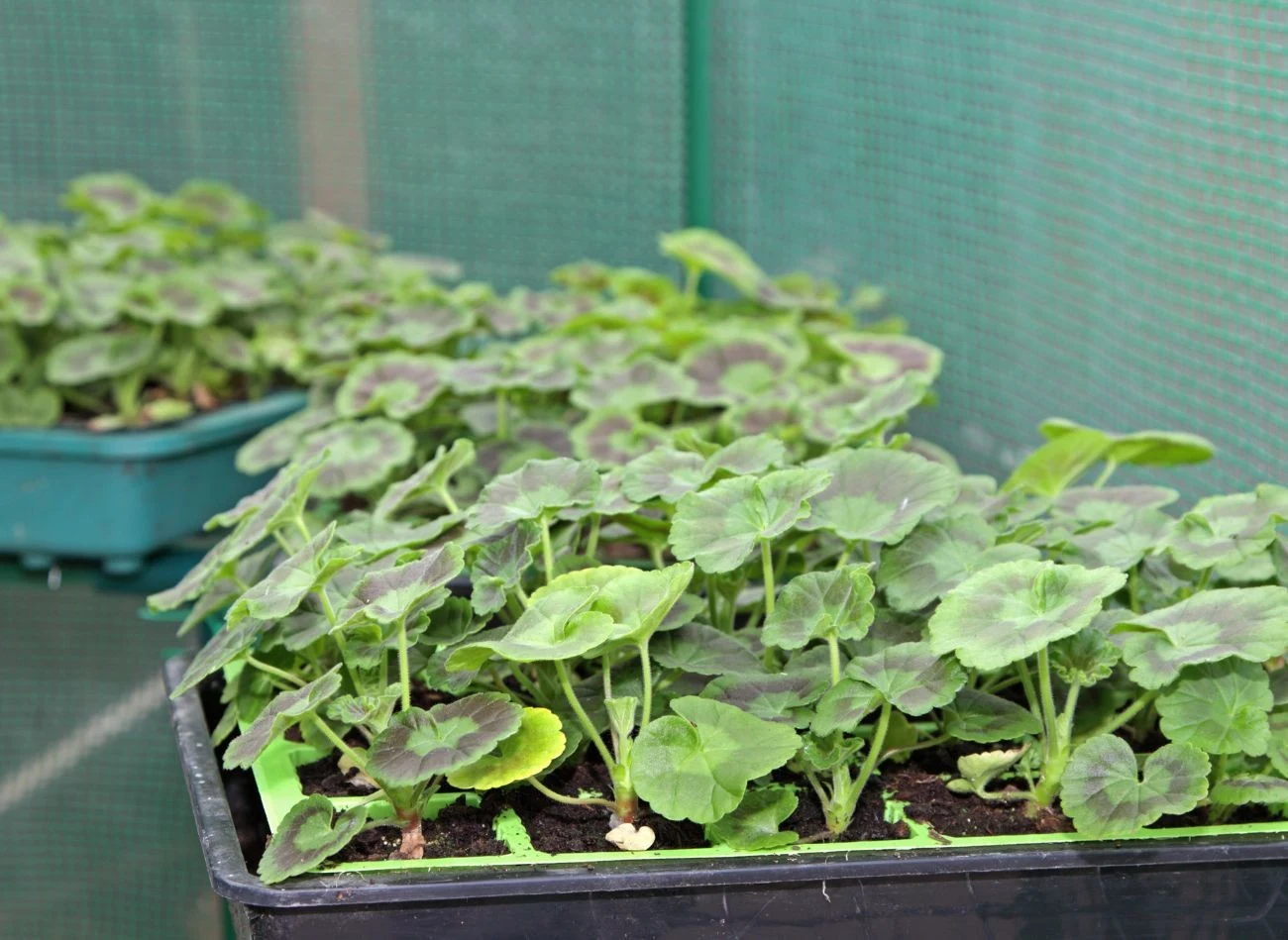 Pelargonie, które wysiejesz na rozsadę w styczniu, będą pięknie kwitły latem.