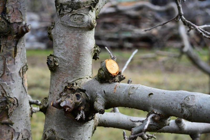 Zanim zaczniesz zimowe cięcie, upewnij się, że twoje drzewo będzie je tolerować.