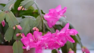 Jak i kiedy najlepiej przesadzać grudnika?