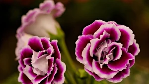 Jest kilka roślin doniczkowych, których obecność w domu ma przynieść szczęście i dobrobyt, np. gloksynia.