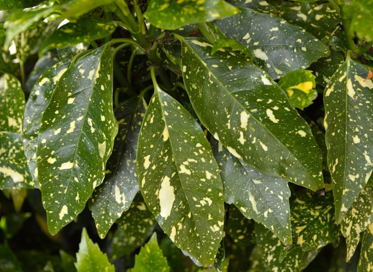 Aucuba, zwana też złotym drzewem chroni dom przed kłopotami